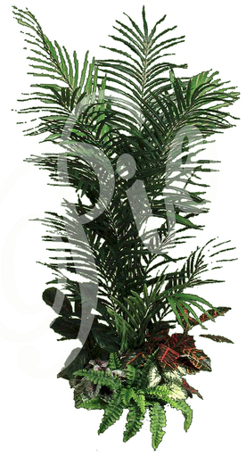 Areca with Fern Plant