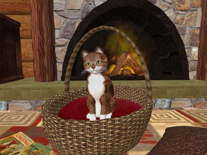 *Cat Basket*