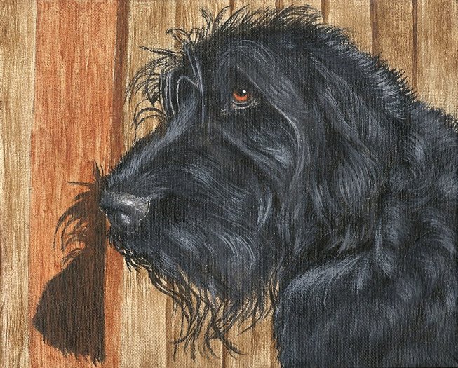 Black Labradoodle
