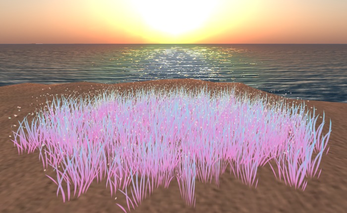 {Peachy} Fairy Grass *Unicorn* 