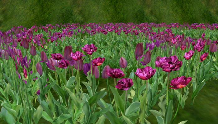 Tulip Circle purple (copy)