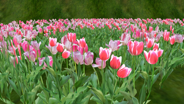 Tulip Circle pink (copy)