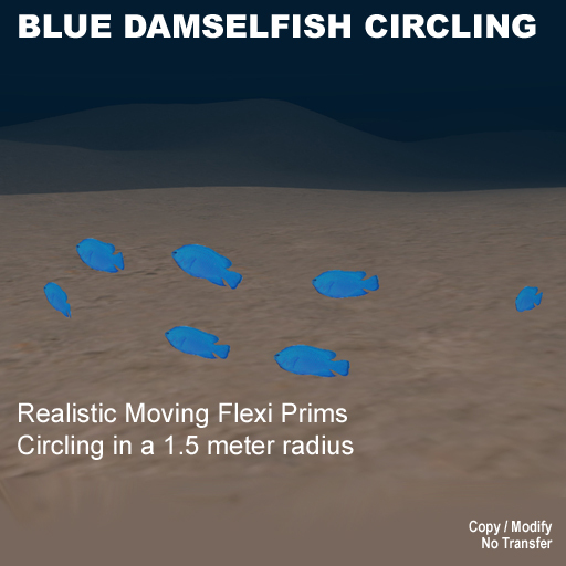 7 Flex Blue Damselfish circling