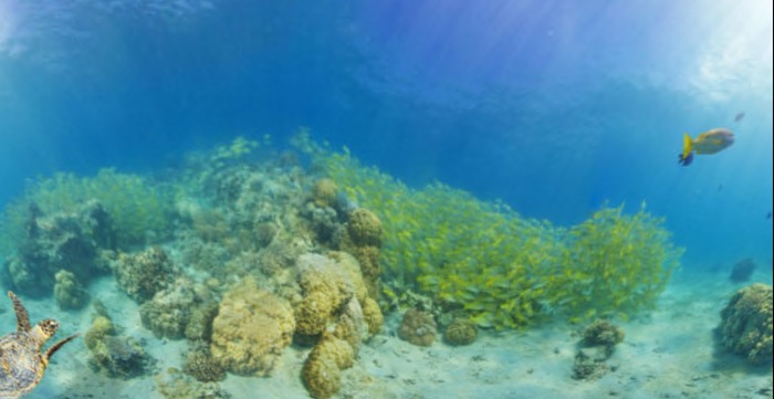 WZ Underwater reef sim back drop  1 prim mod copy