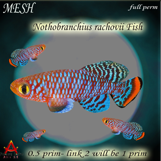MESH Nothobranchius rachovii Fish full perm 