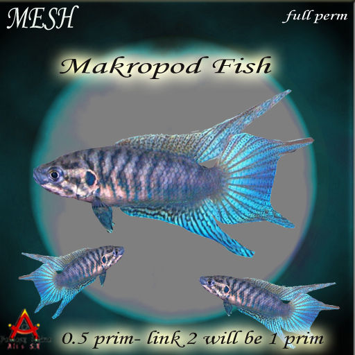 MESH makropod fish full perm 