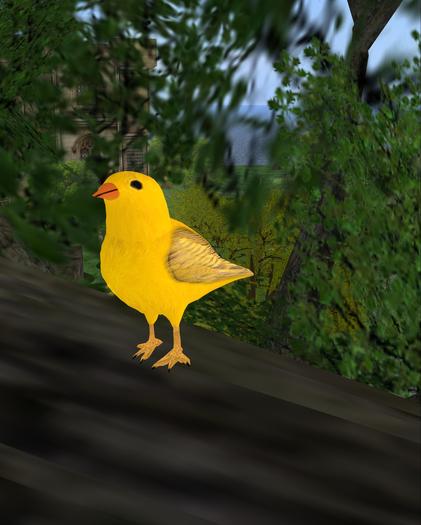 canary bird