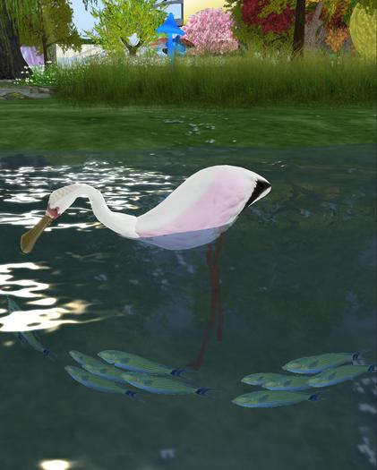 SPATULA BIRD