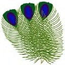 SSS Poofer peacock feathers, wear, type /555 poof