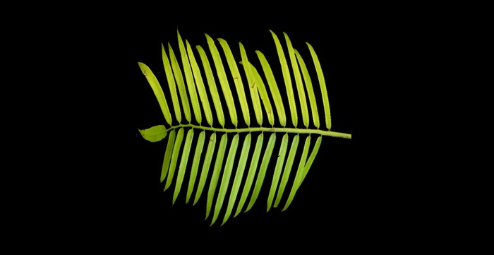 Palm leaf full full perms texture