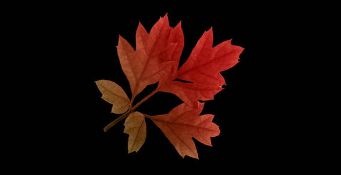 Autumn leaf 4 full perms texture