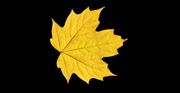 Yellow maple leaf texture full perms