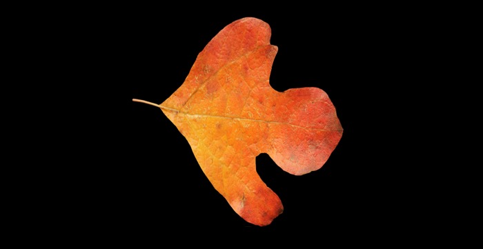Autumn leaf 2 texture full perms