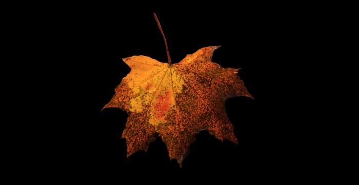 autumn leaf 3 full perms texture