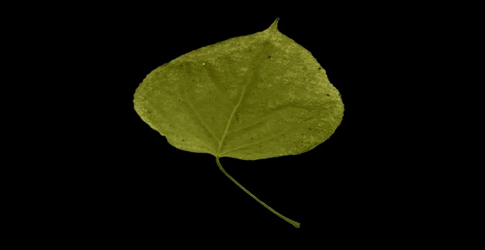 leaf green small texture full perms