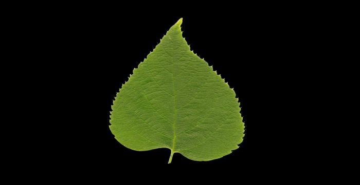 Celti occidentalis leaf green leaf texture full perms