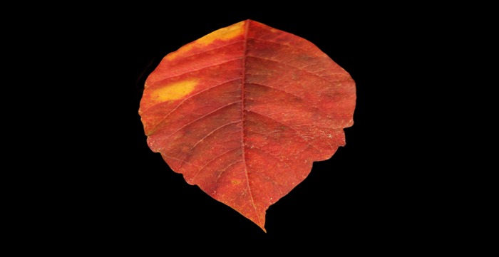 Fat pack all 11 leaf textures full perms