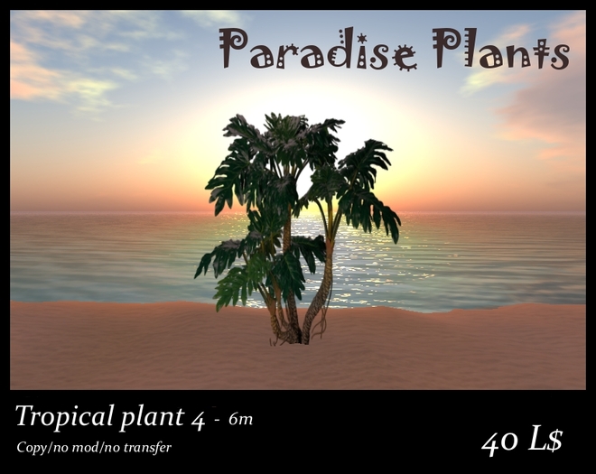 Tropical plant 4 - 6m