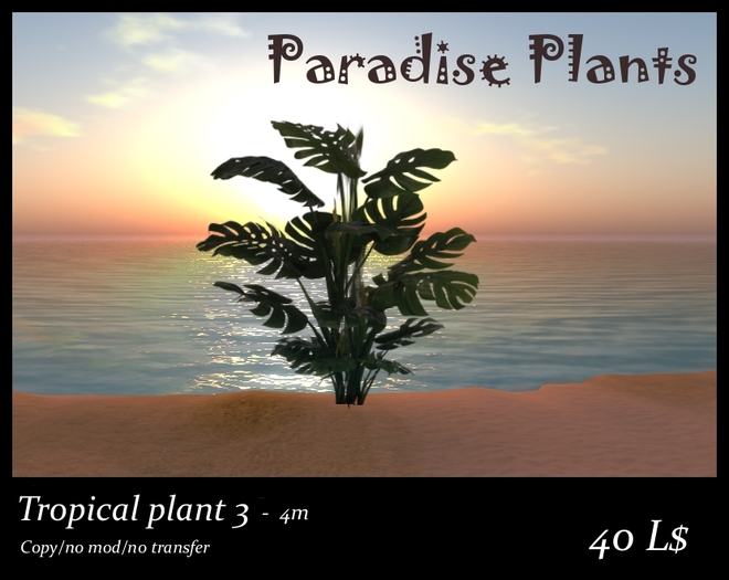 Tropical plant 3 - 4m