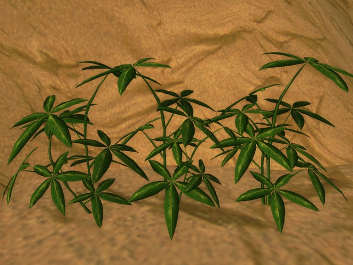 Plant Pachira I+II+III - 3x2 prims - M/T BOX