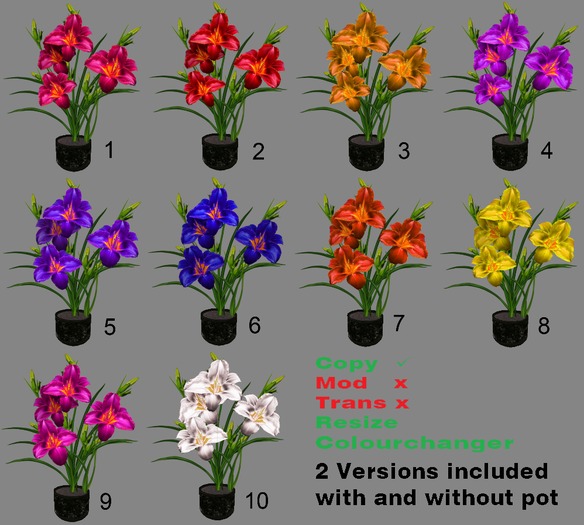 !!! NEW !!! Daylilly 10 colours