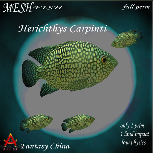 Herichthys carpinti fish Mesh Fish Full perm 