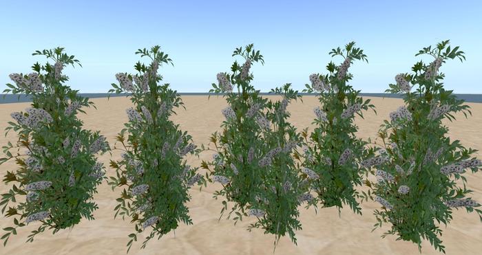 Butterfly Bush White - 1 prim