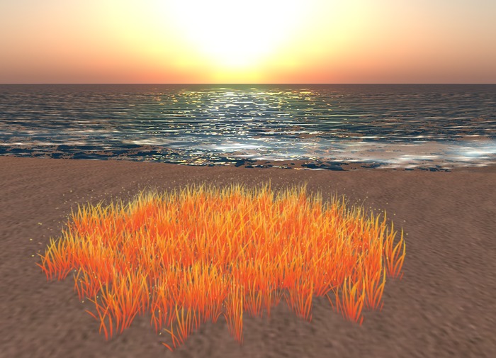 {Peachy} Fairy Grass *Sunset* 