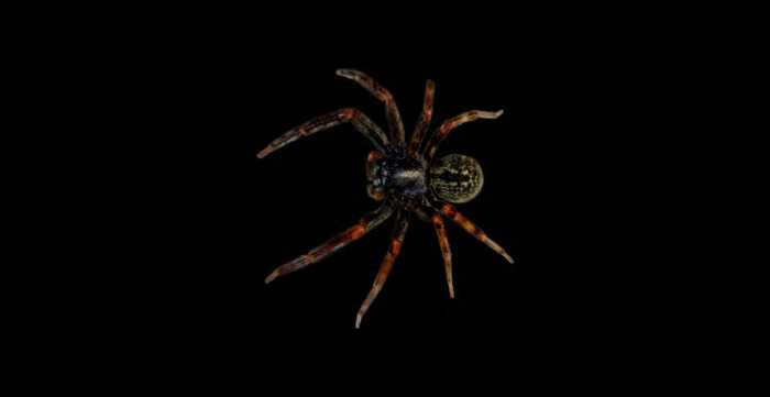 Spider Full perms alpha texture