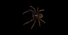 spider Full perms texture