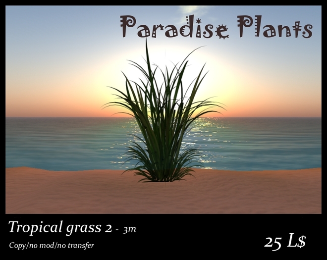 Tropical grass 2 - 3m