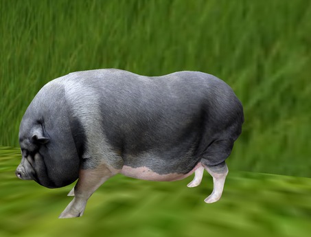 Second Life Marketplace - Hog Standing ( grey ) + sounds 