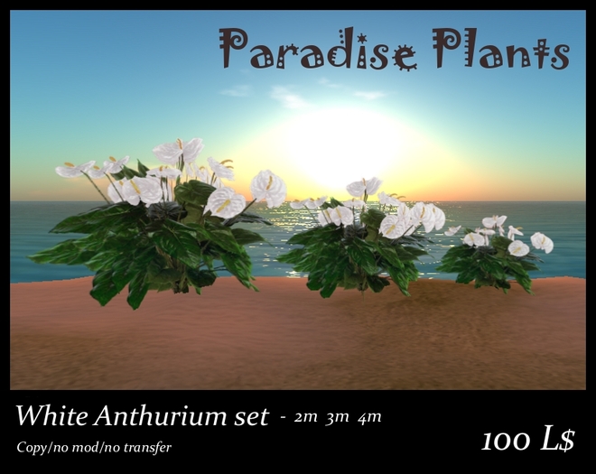 Tropical Anthurium Set White