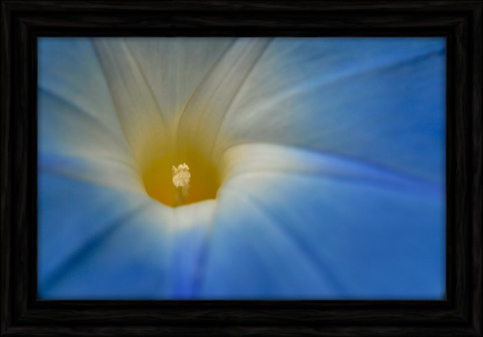 Morning Glory (NM-A005-B) Mod/Tran/No Copy