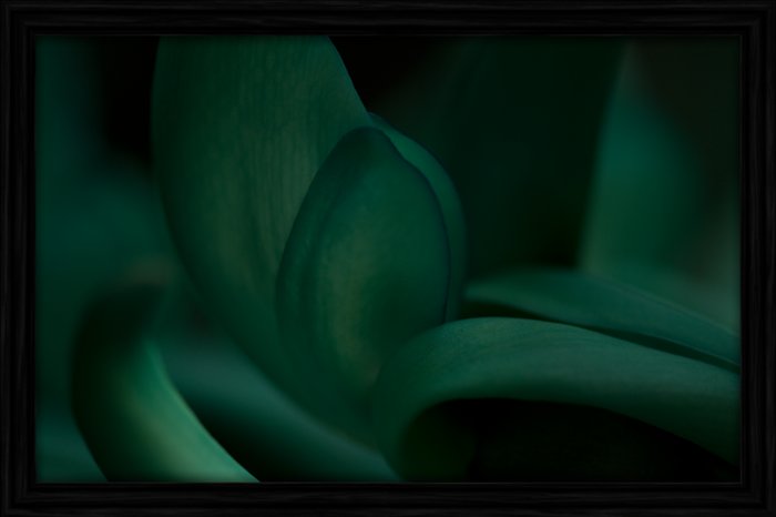 Jade Vine 14 RBGE  (NM-A004-B) Mod/Tran/No Copy
