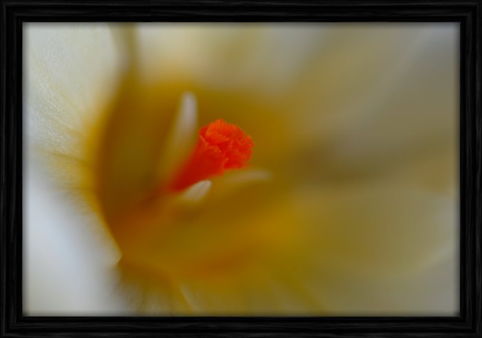 Crocus Stamen (NM-A008-B) Mod/Tran/No Copy