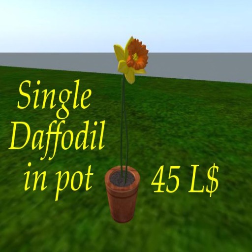Single Daffodil pot 2