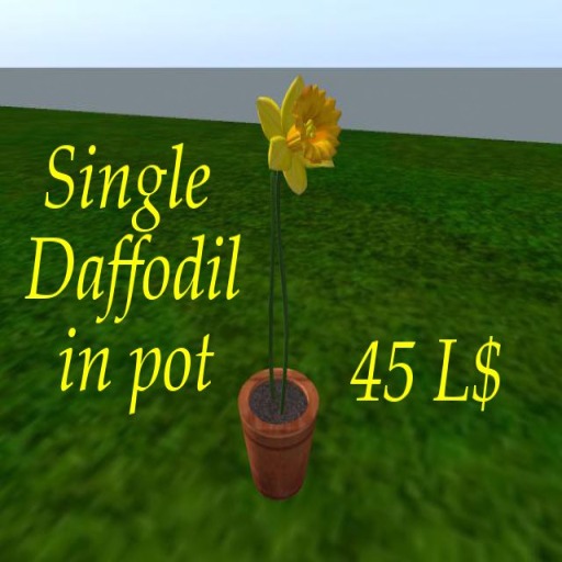 Single Daffodil pot 1