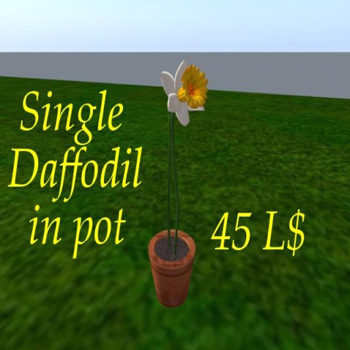 Single Daffodil pot 4