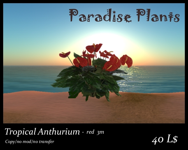 Tropical Anthurium Red, 3m