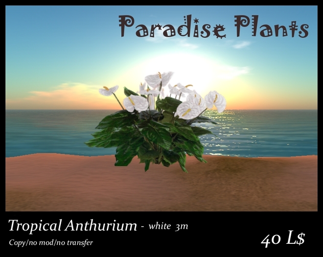 Tropical Anthurium White, 3m