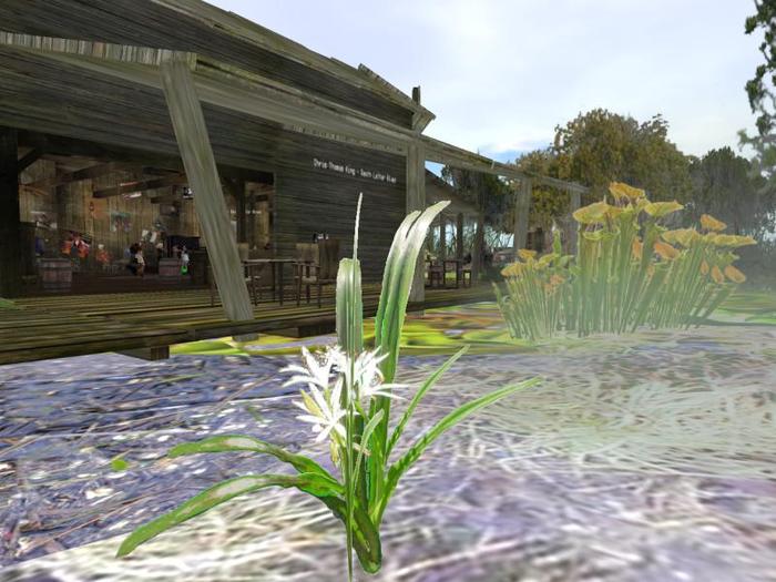 Swamp Lily (One of the items from our new Swamp Section)