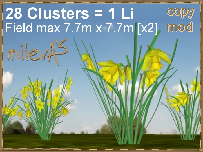 milevA's 1 Li Field Daffodil Yellow