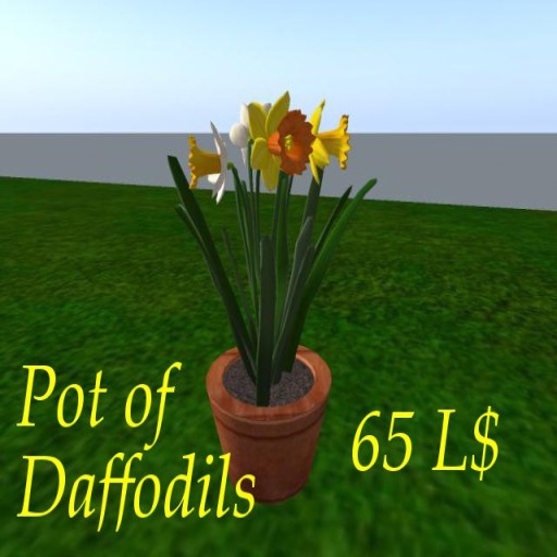 Pot of Daffodils 3