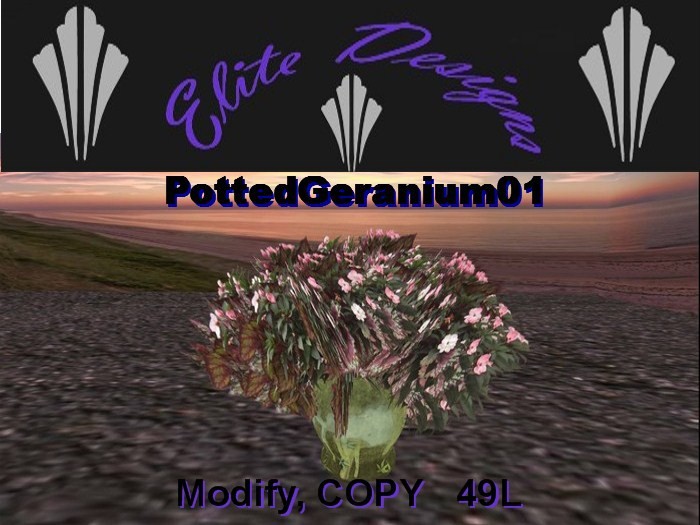 ~ LOW PRIM POTTED GERANIUM 01~