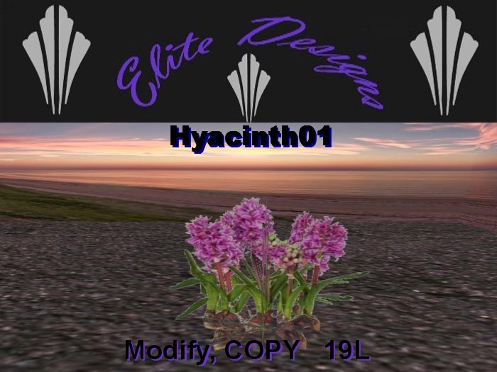 ~ LOW PRIM Hyacinth ~