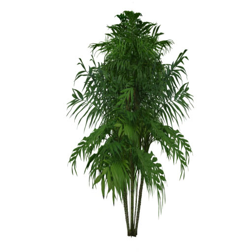 Bamboo plant 