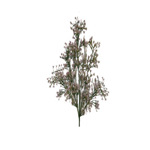 Pale pink flower shrub MP