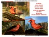 Gc cardinals ad 2