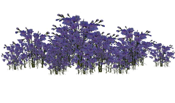 Blue lavender flower cluster 